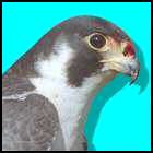 Picture of a falcon. The falcon is a symbol of intellectual force and spiritual elevation.